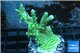 Montipora green & purple 3-5 cm WYSIWYG acclimaté