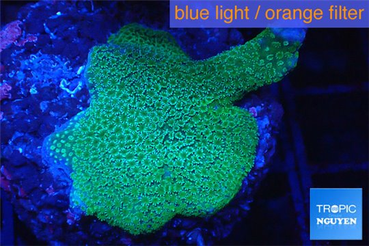 Montipora digitata green 2-4 cm WYSIWYG acclimaté