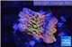 Montipora kung pao phoenix 2-3 cm WYSIWYG acclimaté