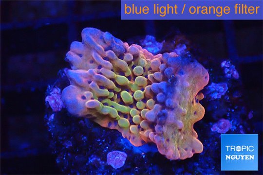 Montipora kung pao phoenix 2-3 cm WYSIWYG acclimaté