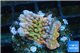 Montipora kung pao phoenix 2-3 cm WYSIWYG acclimaté