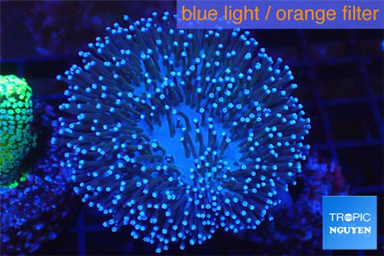 Sarcophyton long polyps 8-12 cm WYSIWYG acclimaté