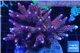 Acropora millepora pink 8-12 cm WYSIWYG acclimaté