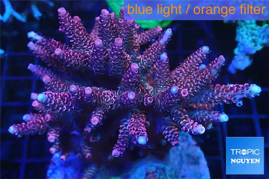 Acropora millepora pink 8-12 cm WYSIWYG acclimaté