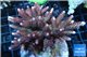 Acropora millepora pink 8-12 cm WYSIWYG acclimaté