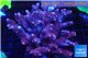 Acropora millepora pink 8-12 cm WYSIWYG acclimaté