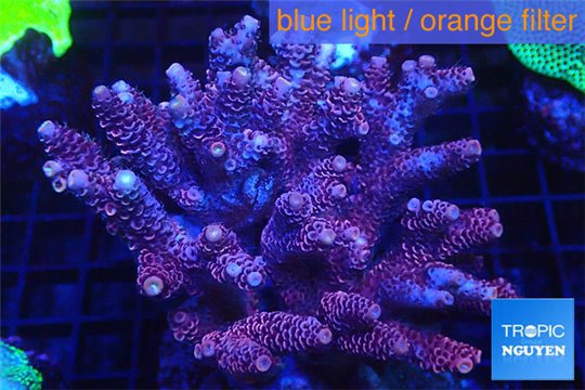 Acropora millepora pink 8-12 cm WYSIWYG acclimaté