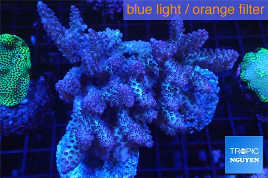 Acropora strawberry short cake Australia premium 8-12 cm WYSIWYG acclimaté