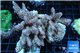 Acropora strawberry short cake Australia premium 8-12 cm WYSIWYG acclimaté