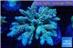 Acropora Walt Disney purple blue premium 7-12 cm WYSIWYG acclimaté