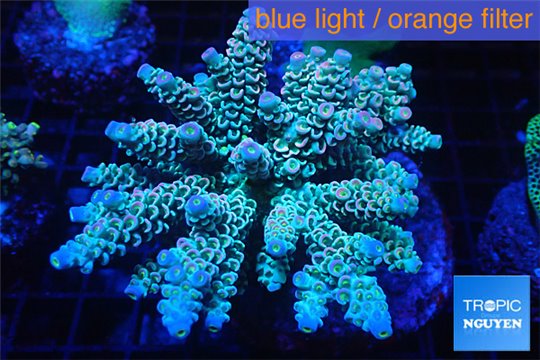 Acropora Walt Disney purple blue premium 7-12 cm WYSIWYG acclimaté