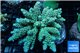 Acropora Walt Disney purple blue premium 7-12 cm WYSIWYG acclimaté