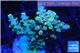 Acropora golden blue tip 3-5 cm WYSIWYG acclimaté