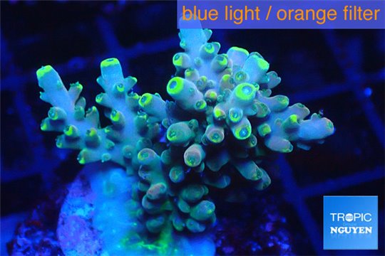 Acropora golden blue tip 3-5 cm WYSIWYG acclimaté