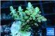 Acropora golden blue tip 3-5 cm WYSIWYG acclimaté