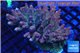 Acropora hyacinthus pink & blue tip premium 8-12 cm WYSIWYG acclimaté