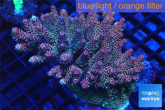 Acropora hyacinthus pink & blue tip premium 8-12 cm WYSIWYG acclimaté