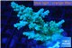 Acropora green 3-5 cm WYSIWYG acclimaté