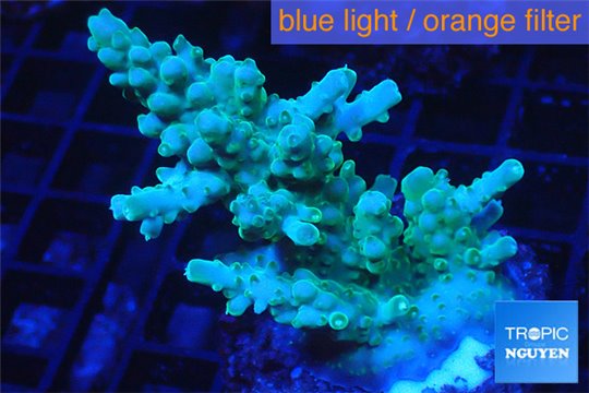 Acropora green 3-5 cm WYSIWYG acclimaté