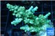 Acropora green 3-5 cm WYSIWYG acclimaté