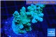 Acropora green 3-5 cm WYSIWYG acclimaté