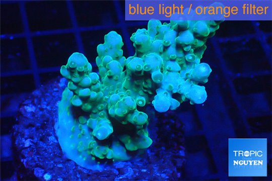 Acropora green 3-5 cm WYSIWYG acclimaté