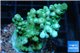 Acropora green 3-5 cm WYSIWYG acclimaté