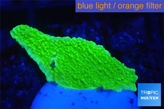 Montipora capricornis green 2-3 cm WYSIWYG acclimaté