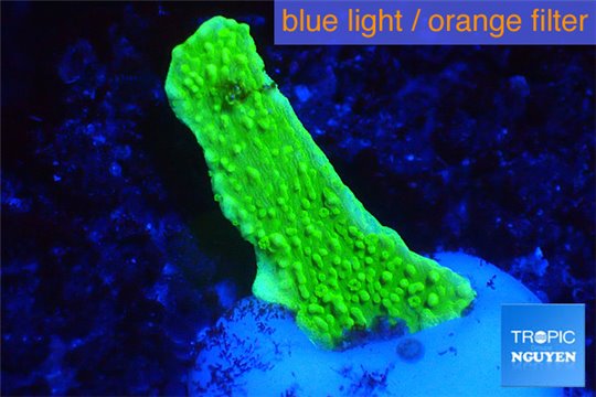 Montipora capricornis green 2-3 cm WYSIWYG acclimaté