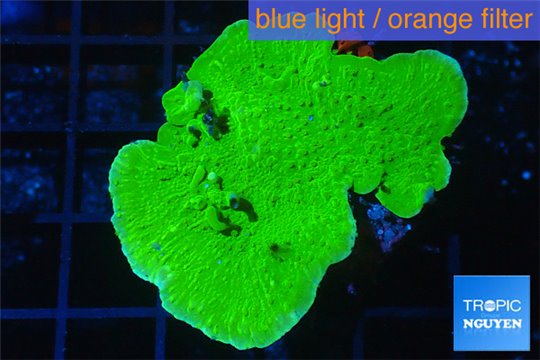 Montipora capricornis green 3-5 cm WYSIWYG acclimaté