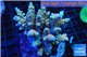 Acropora Walty Disney 7-11 cm WYSIWYG acclimaté