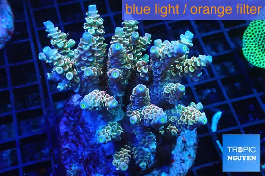 Acropora Walty Disney 7-11 cm WYSIWYG acclimaté