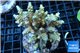 Acropora Walty Disney 7-11 cm WYSIWYG acclimaté