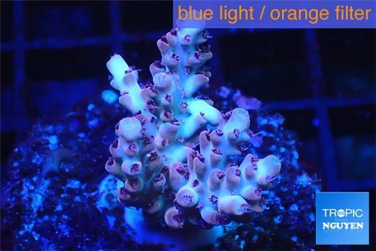 Acropora pink 3-4 cm WYSIWYG acclimaté