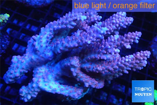 Acropora pink purple Australia premium 8-12 cm WYSIWYG acclimaté