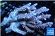 Acropora pink purple Australia premium 8-12 cm WYSIWYG acclimaté