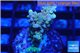 Acropora golden blue tip 2-4 cm WYSIWYG acclimaté