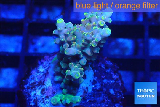 Acropora golden blue tip 2-4 cm WYSIWYG acclimaté