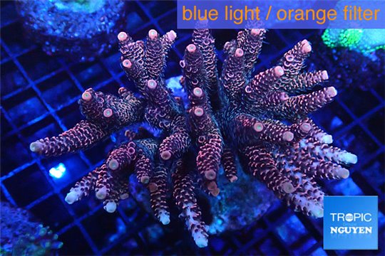 Acropora millepora pink 8-12 cm WYSIWYG acclimaté