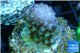 Pocillopora verrucosa pink 2-4 cm WYSIWYG acclimaté