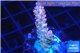 Acropora pink 2-3 cm WYSIWYG acclimaté