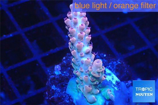 Acropora pink 2-3 cm WYSIWYG acclimaté