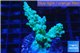 Acropora green 2-4 cm WYSIWYG acclimaté