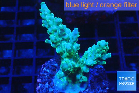 Acropora green 2-4 cm WYSIWYG acclimaté