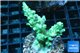 Acropora green 2-4 cm WYSIWYG acclimaté