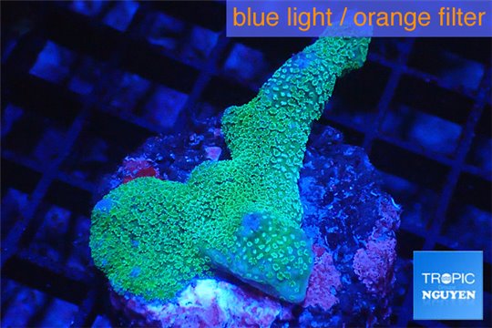 Montipora digitata green 3-5 cm WYSIWYG acclimaté