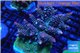 Acropora pink purple premium 8-12 cm WYSIWYG acclimaté