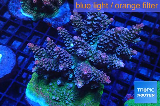 Acropora pink purple premium 8-12 cm WYSIWYG acclimaté