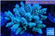 Acropora Walt Disney golden purple blue 7-12 cm WYSIWYG acclimaté