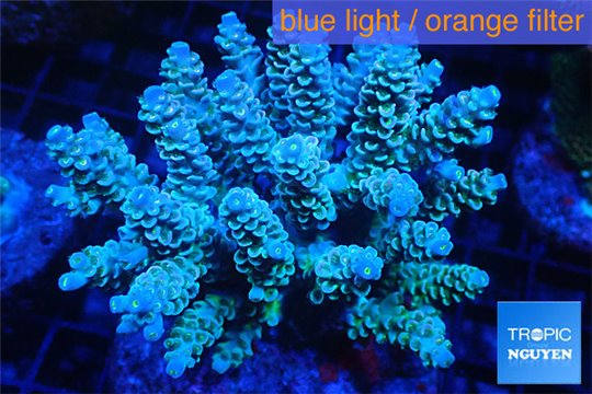 Acropora Walt Disney golden purple blue 7-12 cm WYSIWYG acclimaté